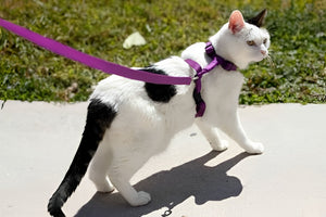 Safer Walks Begin With Reliable Pet Leashes