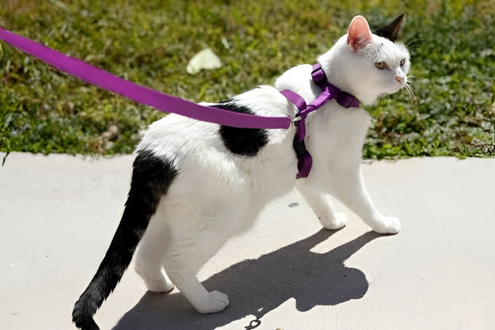 Safer Walks Begin With Reliable Pet Leashes