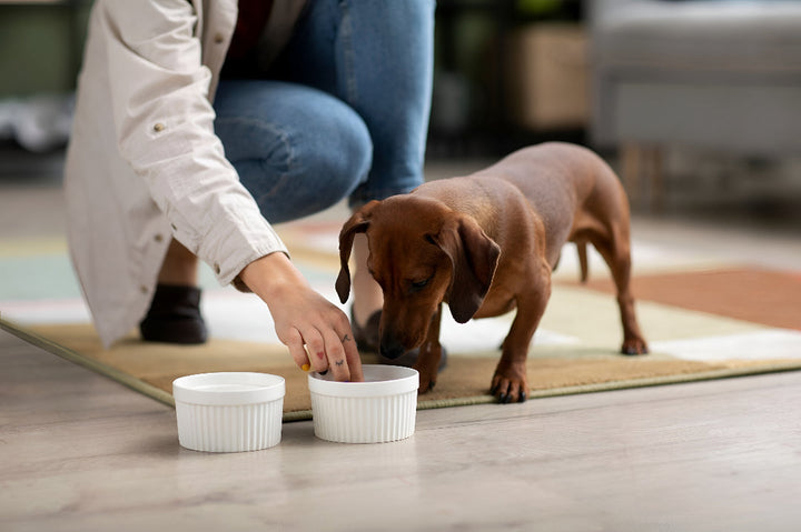 Making Pet Feeding Routines Easier MEALTIME